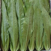 【精品】河北油麦菜，产地一手货源新鲜现摘，量大优惠