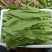 【精品】河北油麦菜，产地一手货源新鲜现摘，量大优惠