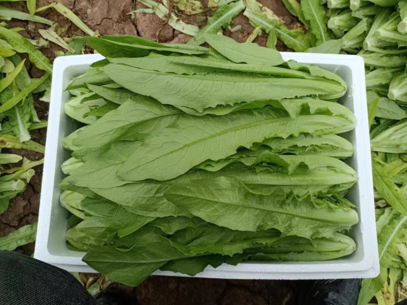 【精品】河北油麦菜，产地一手货源新鲜现摘，量大优惠