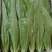 【精品】河北油麦菜，产地一手货源新鲜现摘，量大优惠