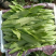 【精品】河北油麦菜，产地一手货源新鲜现摘，量大优惠