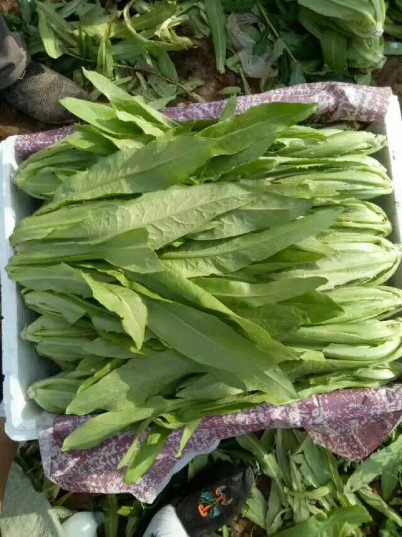 【精品】河北油麦菜，产地一手货源新鲜现摘，量大优惠