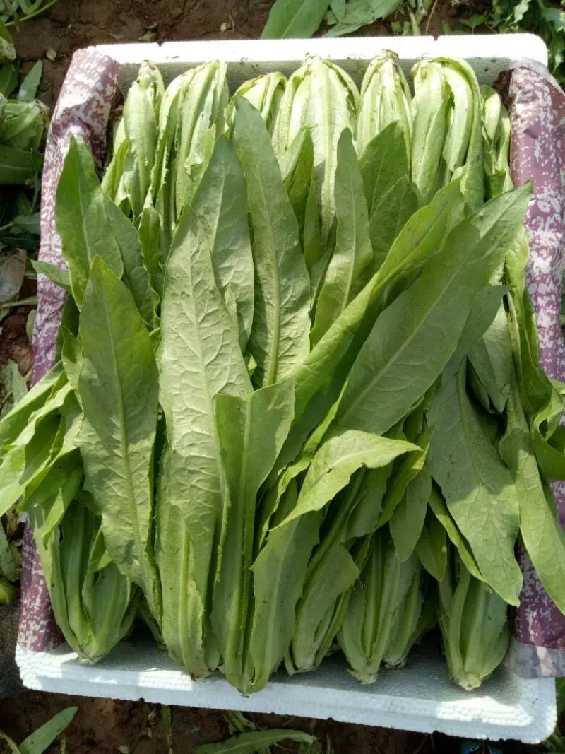 【精品】河北油麦菜，产地一手货源新鲜现摘，量大优惠