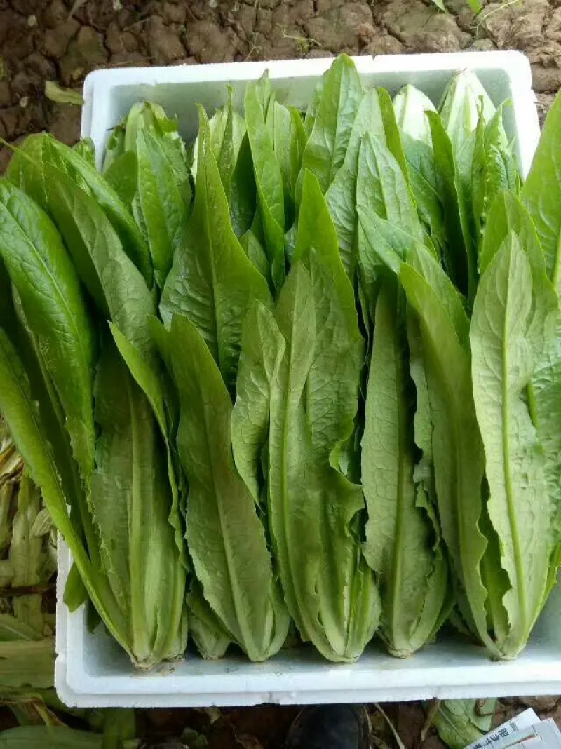 【精品】河北油麦菜，产地一手货源新鲜现摘，量大优惠