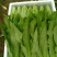 【精品】河北油麦菜，产地一手货源新鲜现摘，量大优惠