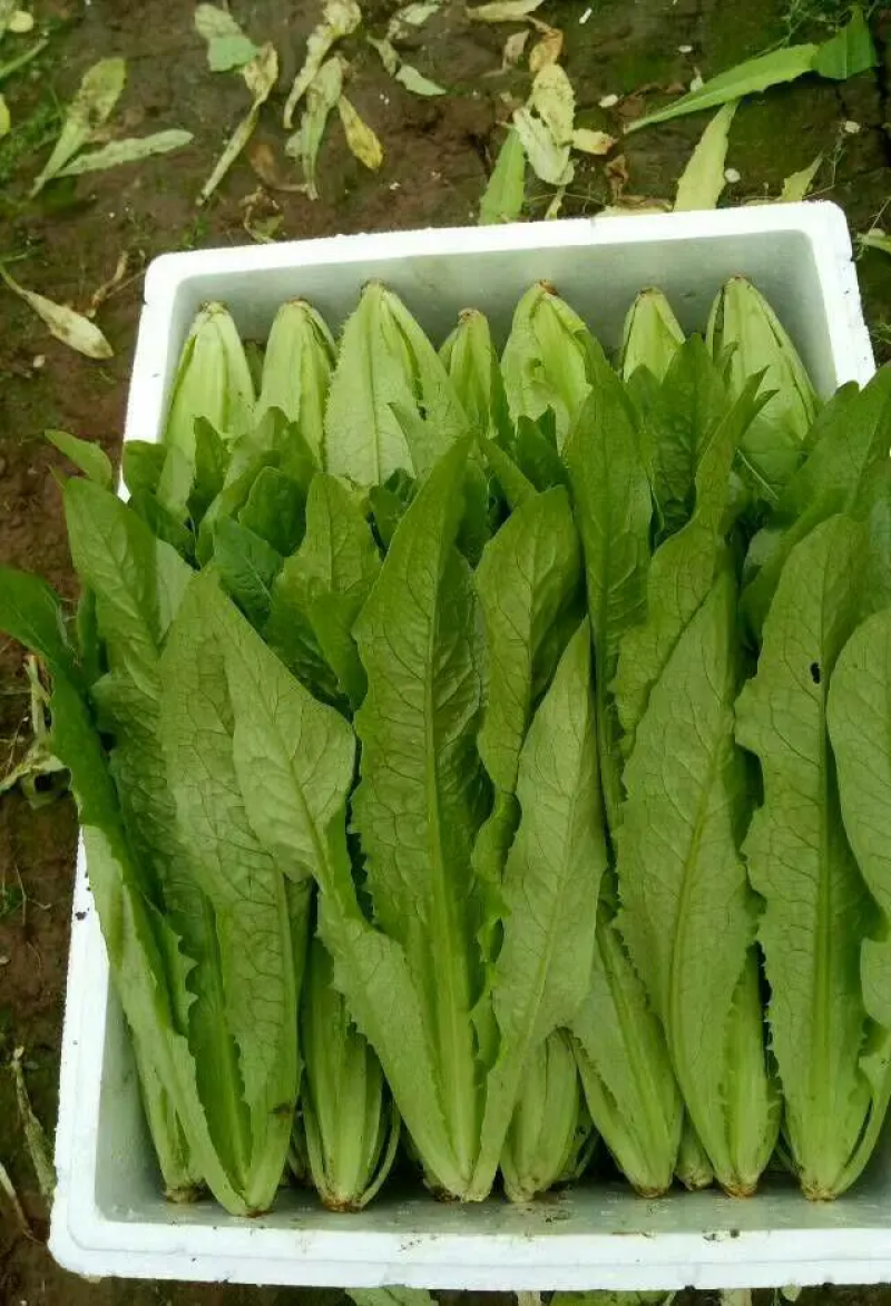 【精品】河北油麦菜，产地一手货源新鲜现摘，量大优惠