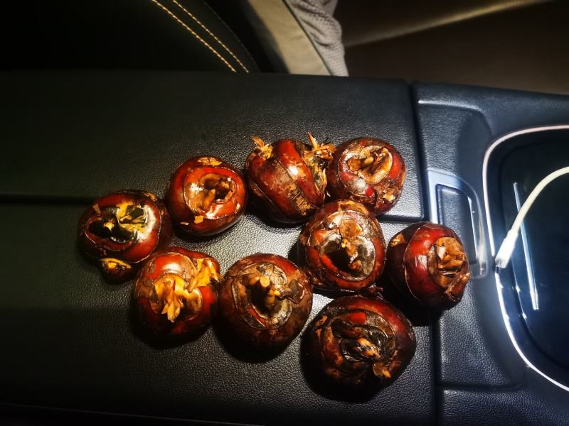 广西贺州毛马蹄，个头大，甜度够原产地一手货源，欢迎进店订购