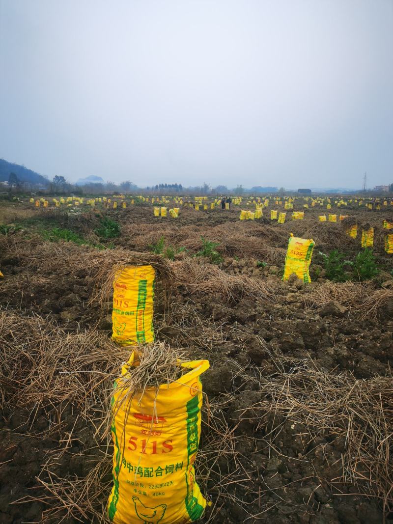 广西贺州毛马蹄，个头大，甜度够原产地一手货源，欢迎进店订购