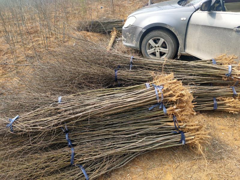 【基地直供】朴树小苗。精品朴树。朴树工程苗1-50公分