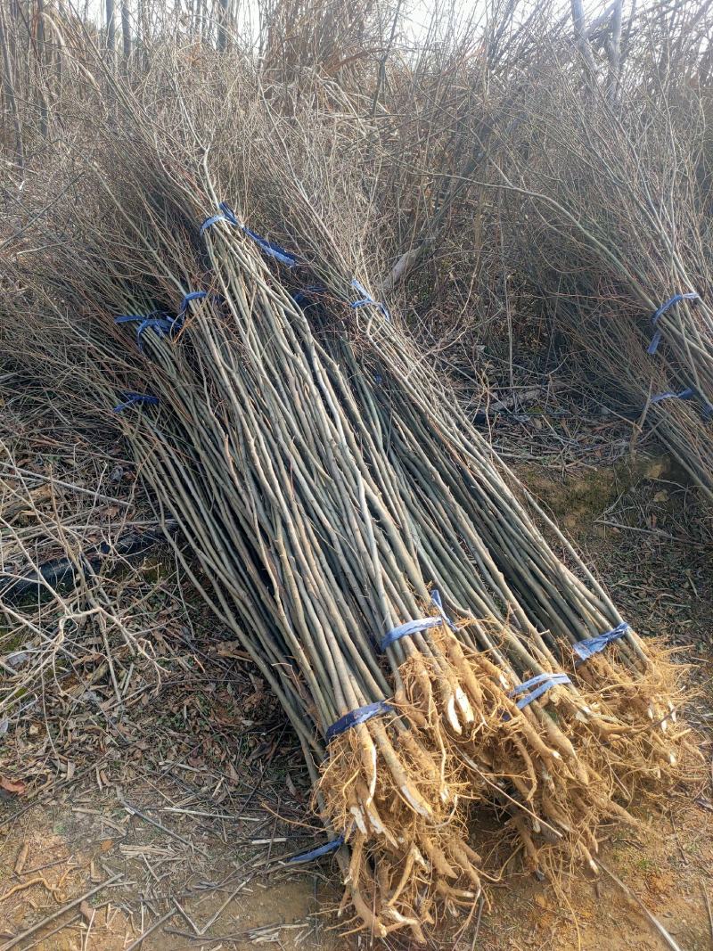 【基地直供】朴树小苗。精品朴树。朴树工程苗1-50公分