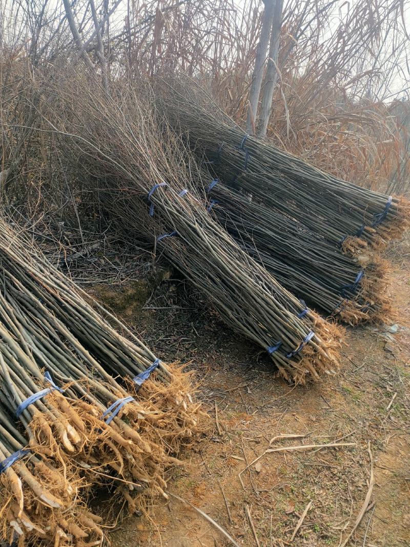 【基地直供】朴树小苗。精品朴树。朴树工程苗1-50公分
