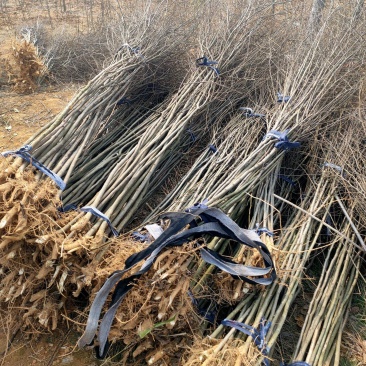 【基地直供】朴树小苗。精品朴树。朴树工程苗1-50公分
