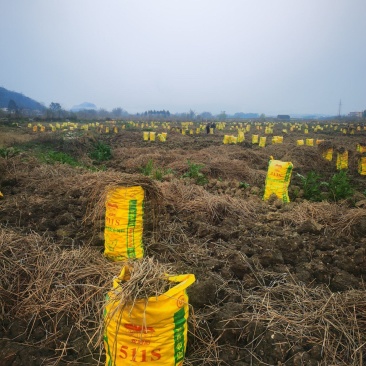 广西贺州毛马蹄，个头大，甜度够原产地一手货源，欢迎进店订购