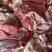 河北鲜驴肉驴肉品质保证一手货源量大从优品质保证