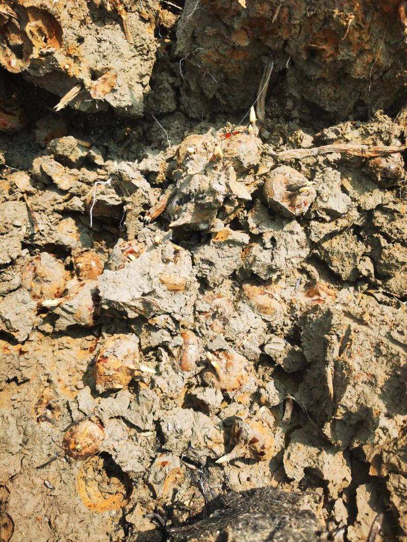 广西贺州马蹄原产地批发大量供应个头大画渣欢迎订购