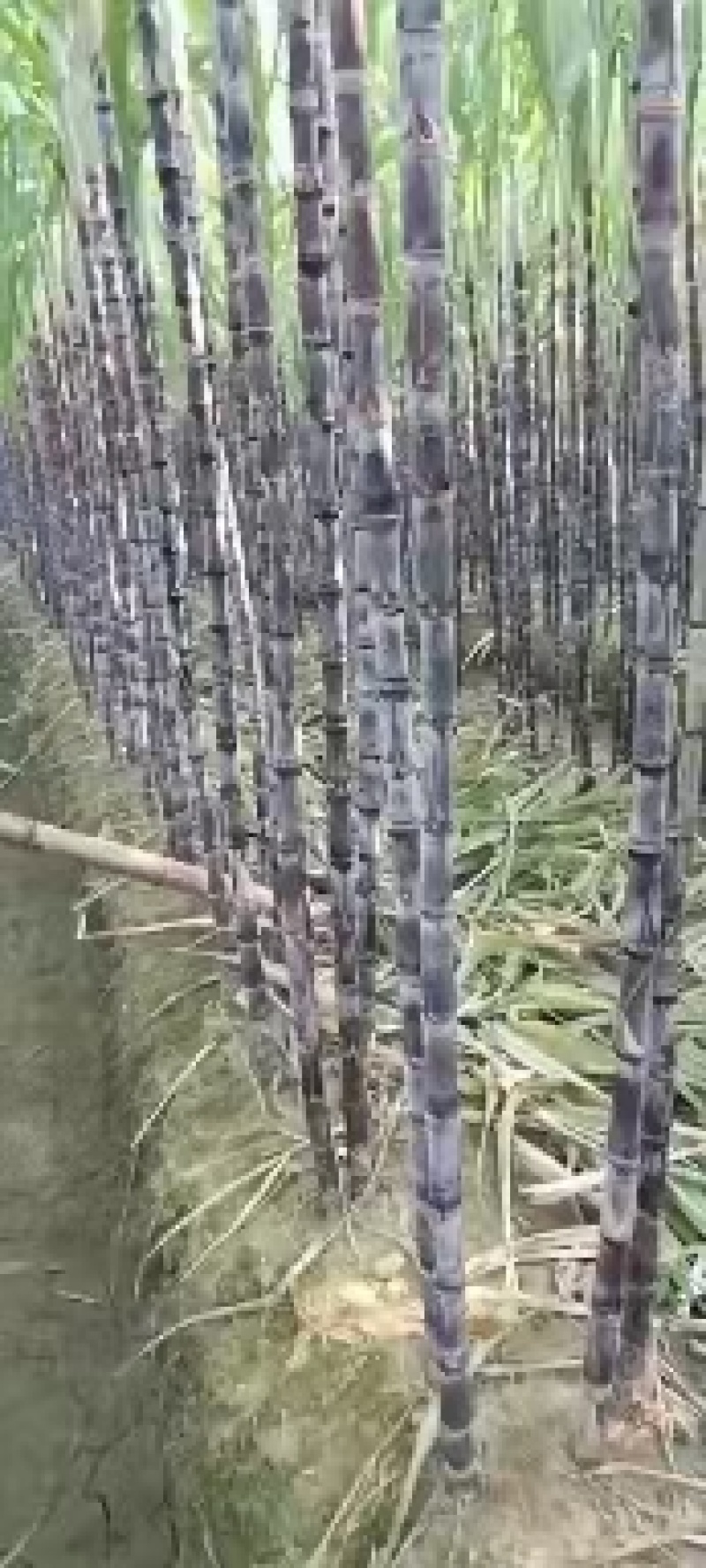广州南沙精品黑皮甘蔗脆甜汁多诚信经营全国发货有回程车