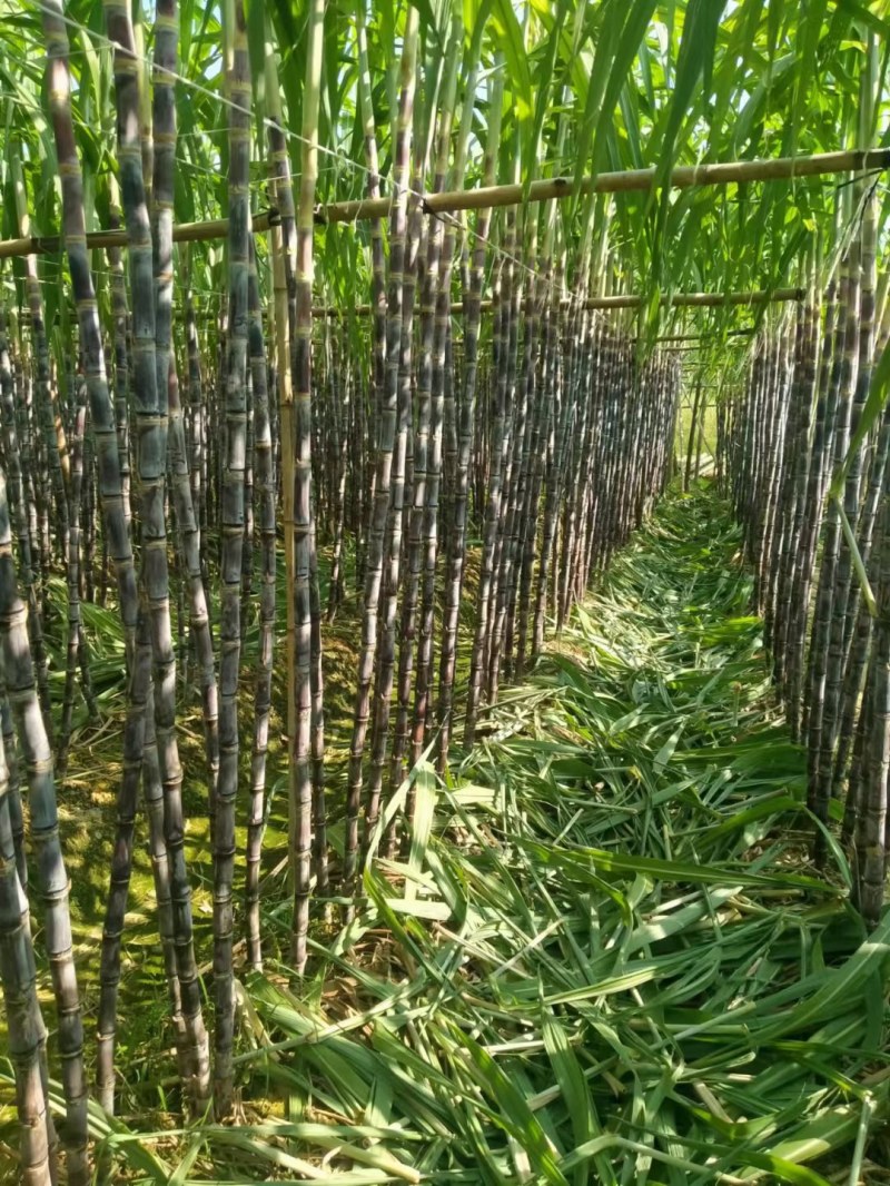 广州南沙精品黑皮甘蔗脆甜汁多诚信经营全国发货有回程车