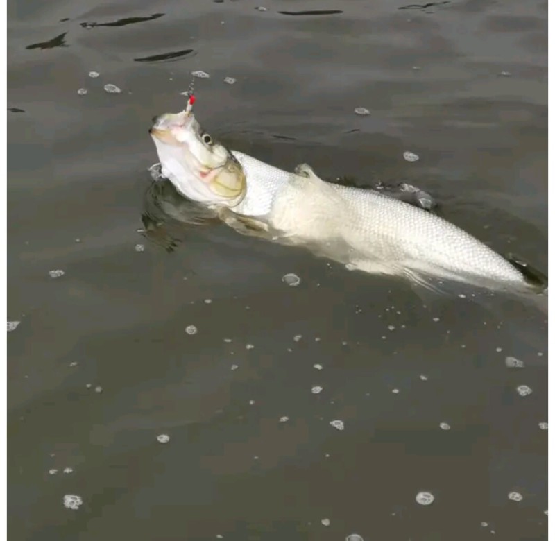 翘嘴、白条