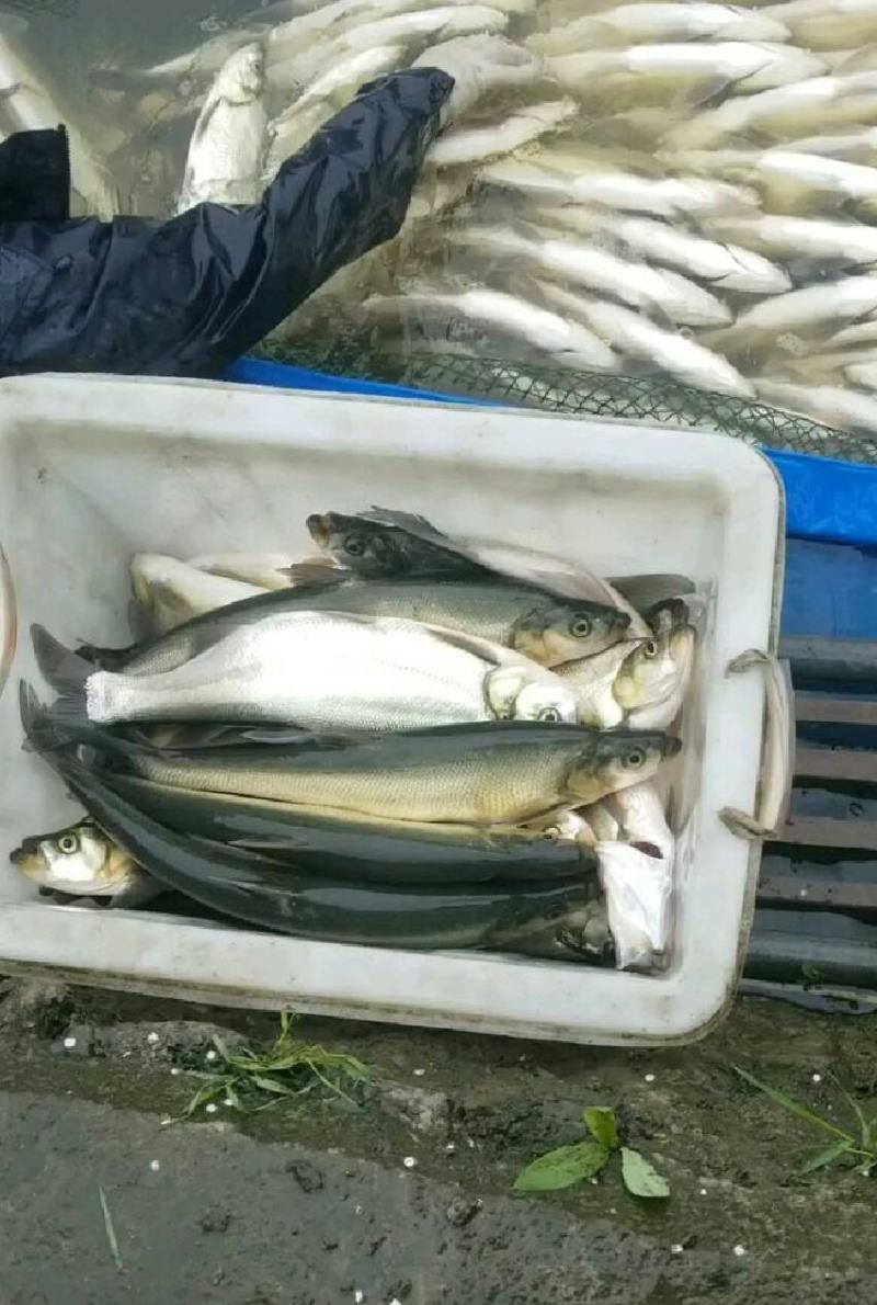 翘嘴、白条