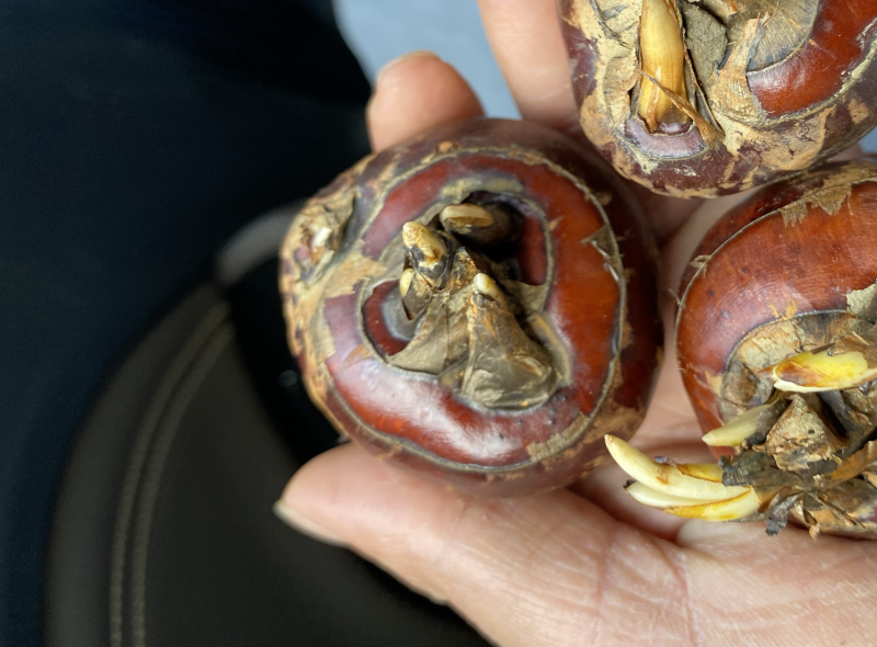 广西马蹄个头大甜度好产地批发代发全国各地