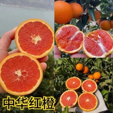 中华红血橙红心橙伦晚甜橙电商社团市场商超外贸出口