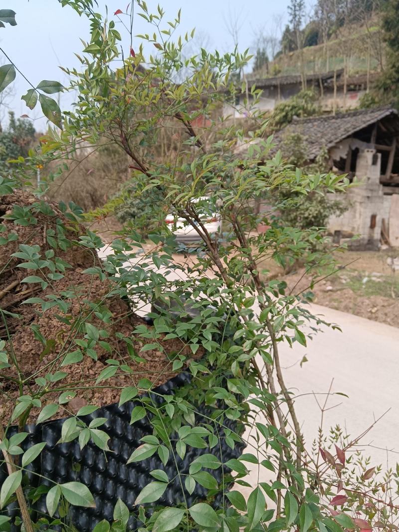 蓝天竹，盆景，绿化