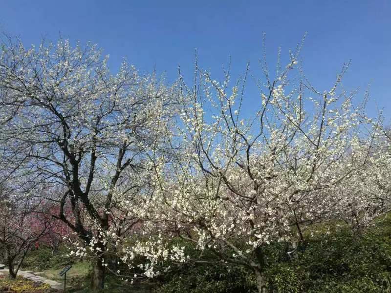 绿梅苗