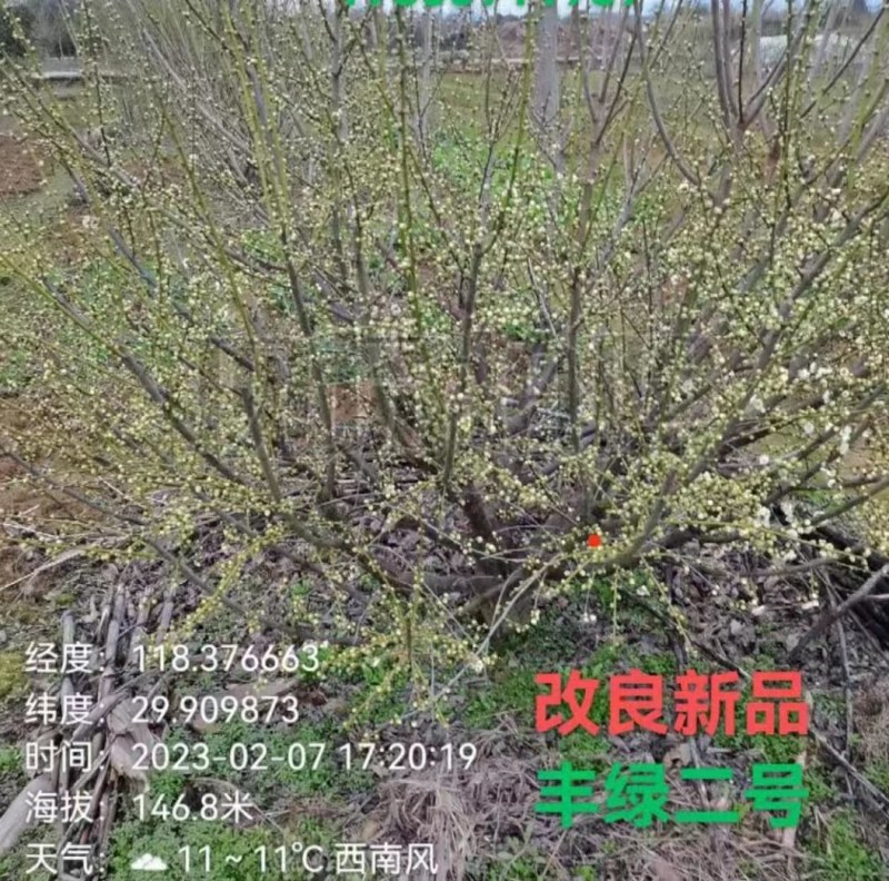 绿梅苗