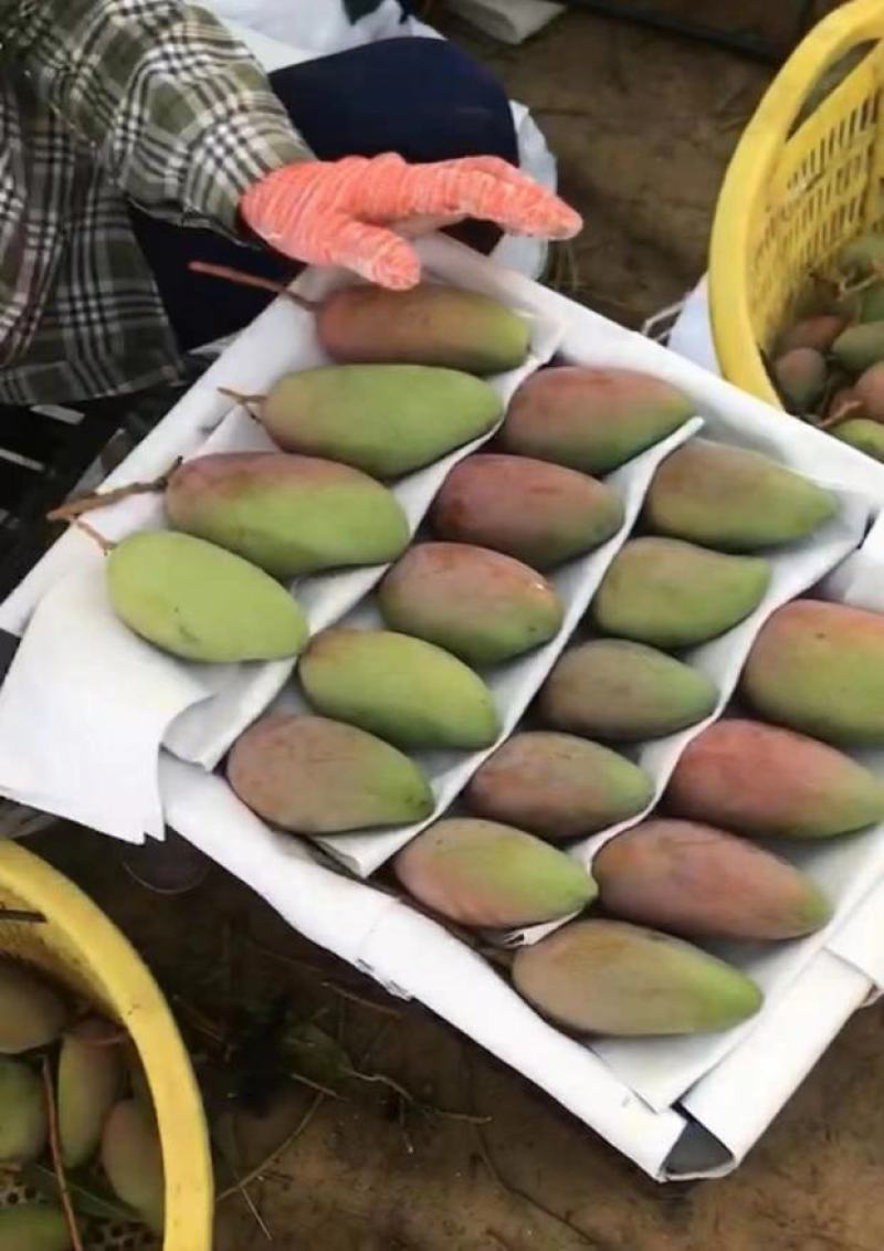 海南贵妃芒芒果产地直发品质保证一手货源量大从优