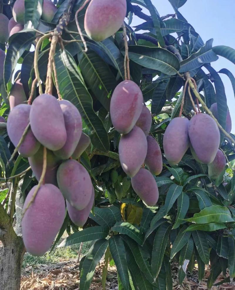 海南贵妃芒芒果产地直发品质保证一手货源量大从优