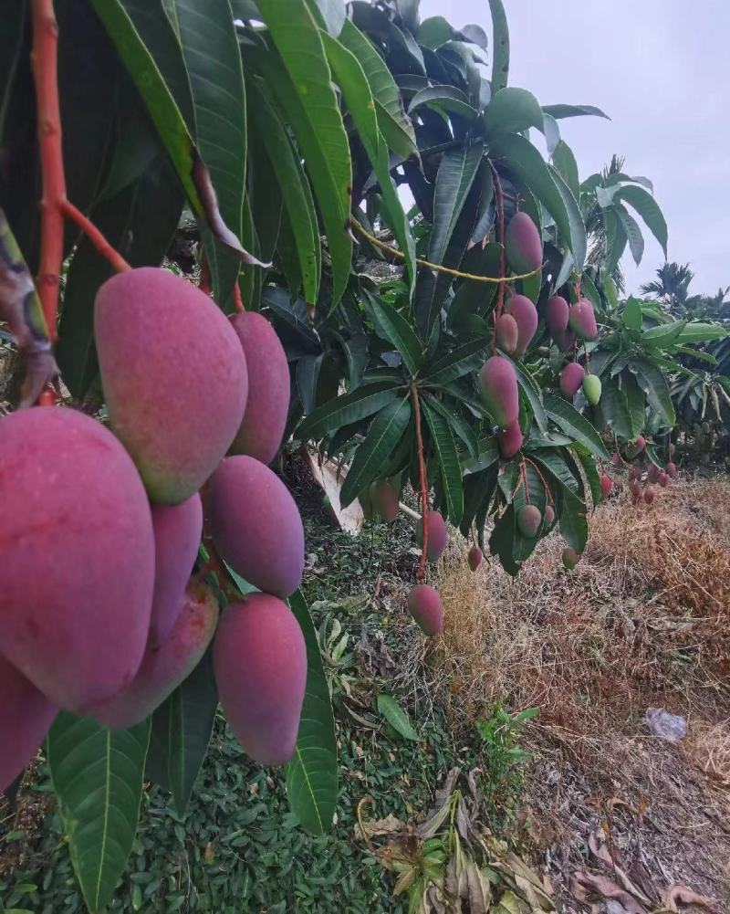 海南贵妃芒芒果产地直发品质保证一手货源量大从优