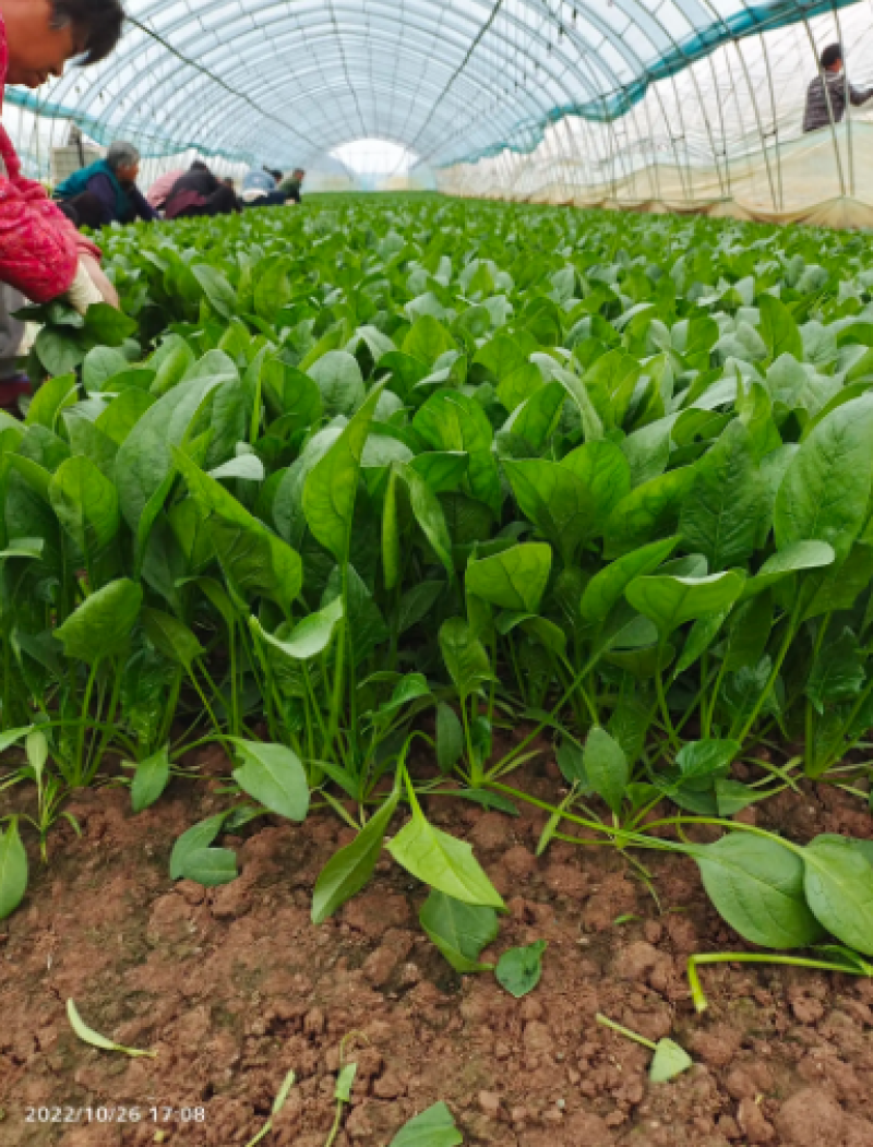 山东曹县大叶菠菜产地直发现挖现发量大价优一条龙服务