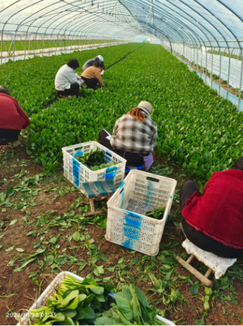 山东曹县大叶菠菜产地直发现挖现发量大价优一条龙服务