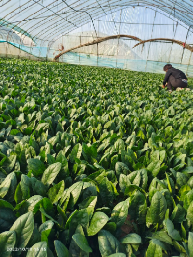 山东曹县大叶菠菜产地直发现挖现发量大价优一条龙服务