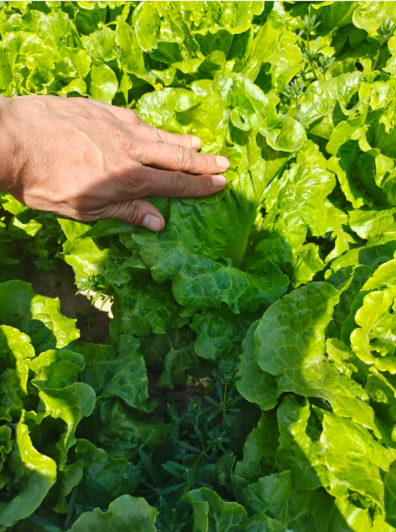 意大利生菜曹县基地直供一手货源支持视频看货质量保证