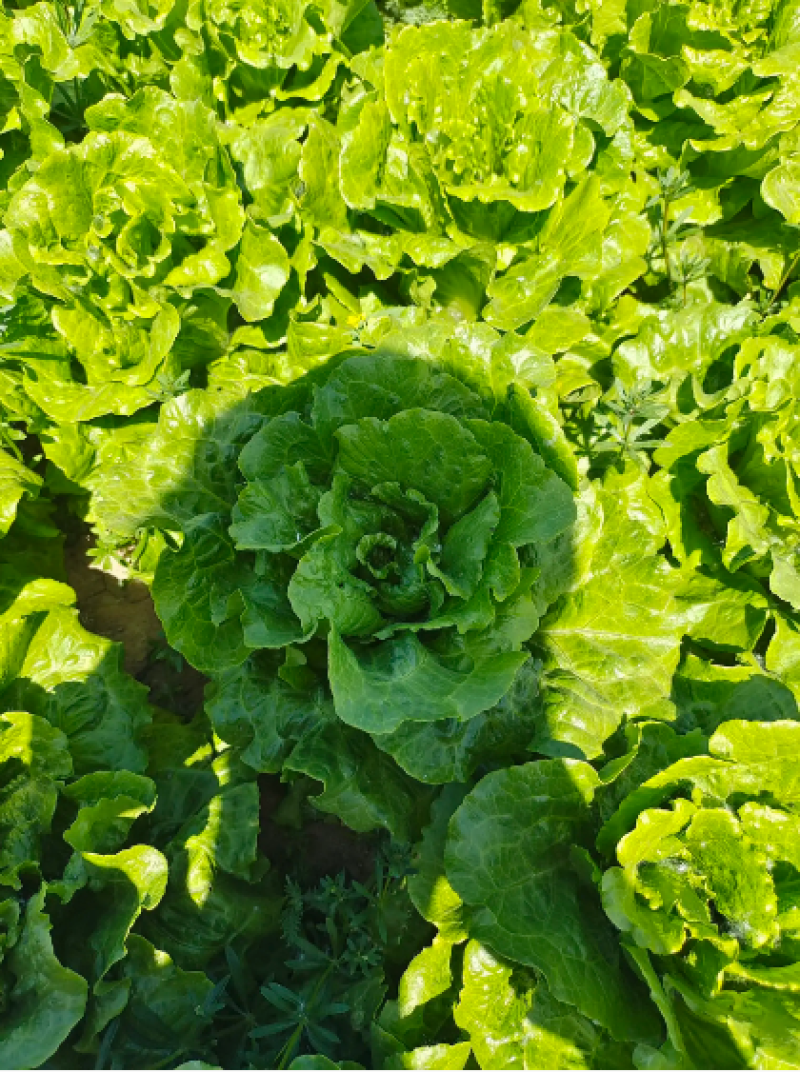 意大利生菜曹县基地直供一手货源支持视频看货质量保证