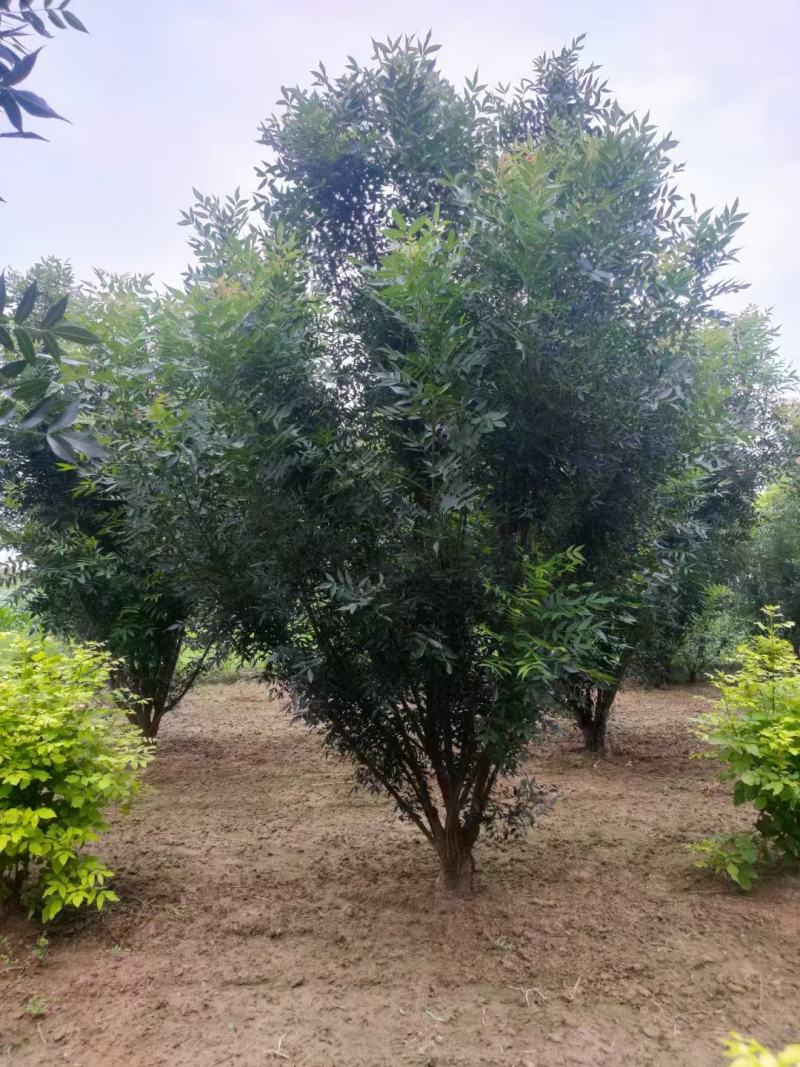 丛生秋紫白蜡