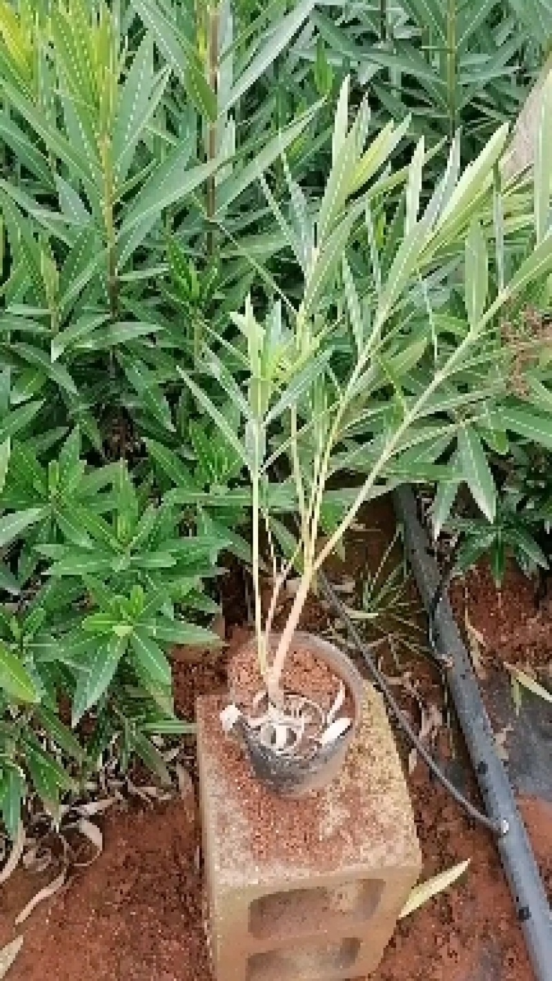 夹竹桃