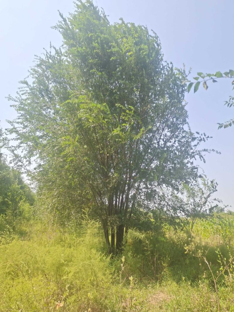 丛生榆树
