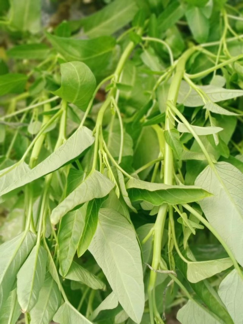 空心菜苗自产自销批发客户，大量有货，量大从优，价格便宜，