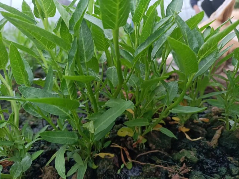空心菜苗自产自销批发客户，大量有货，量大从优，价格便宜，