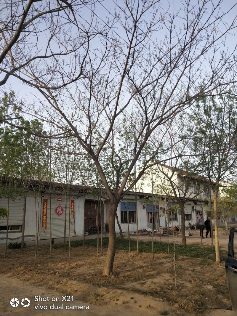合欢