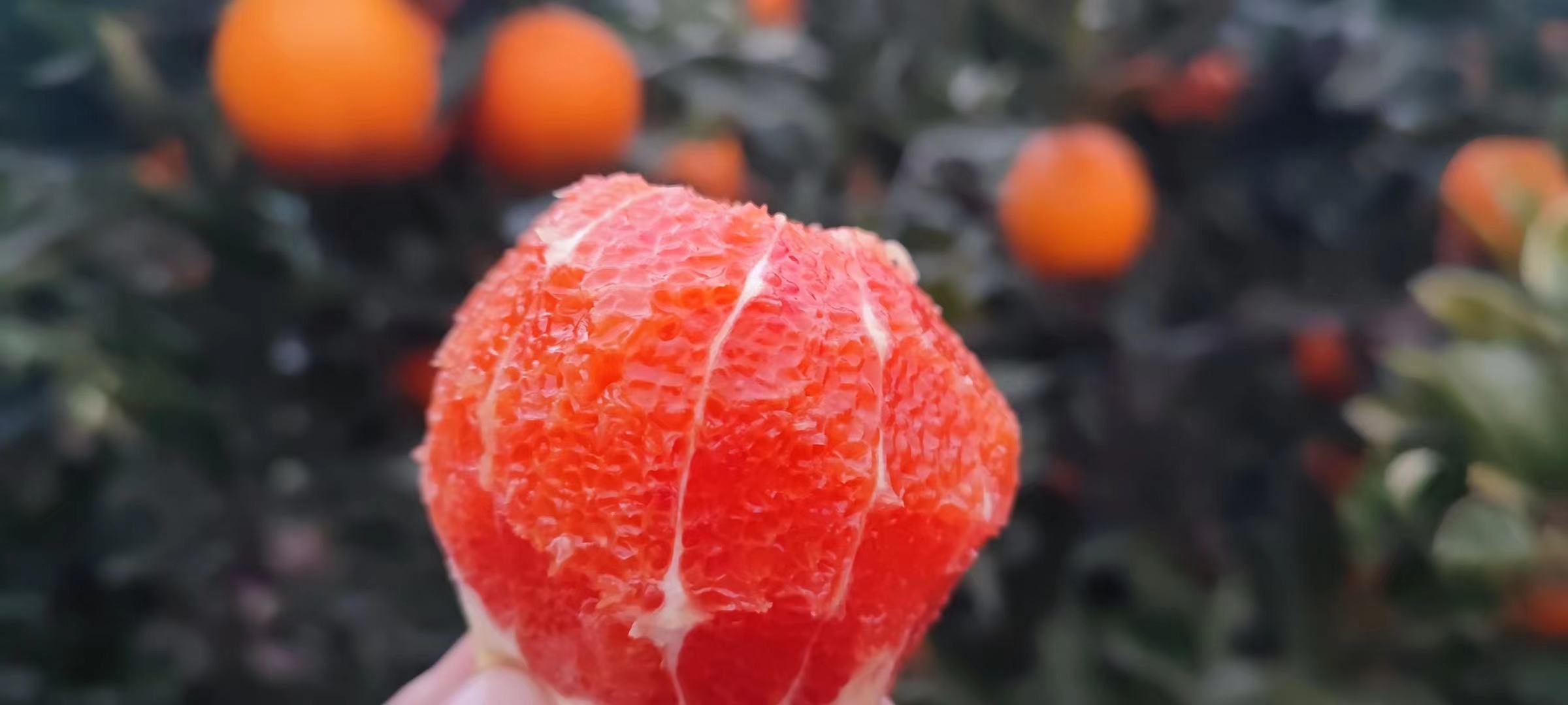 一颗新鲜饱满的橙子特写图,表皮橙黄光滑,切开后果肉多汁 橙子特写