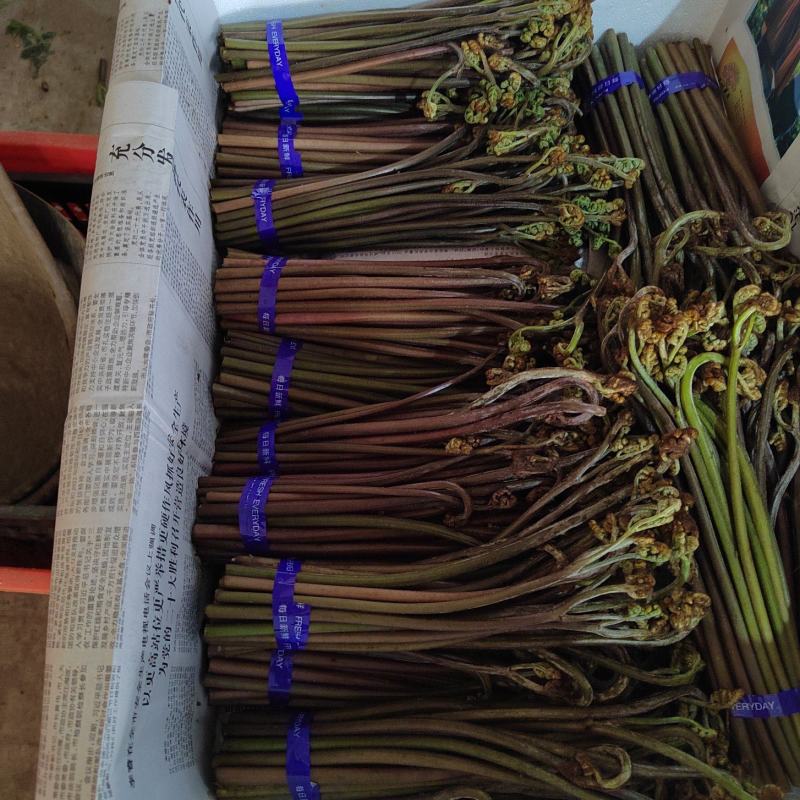 精品蕨菜，