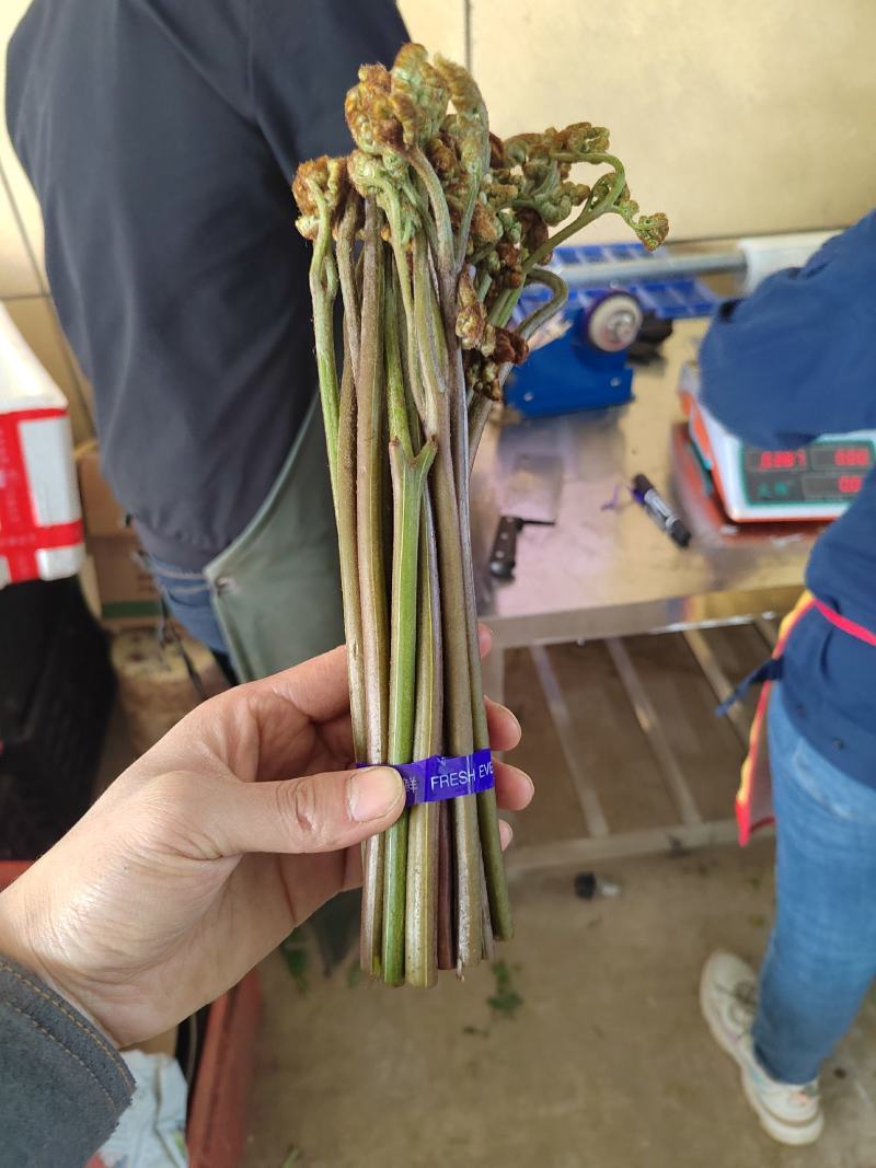 精品蕨菜，