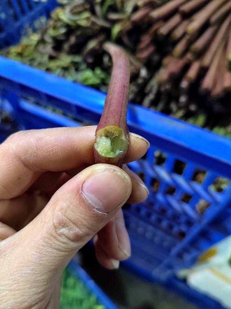 精品蕨菜，