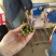 精品蕨菜，