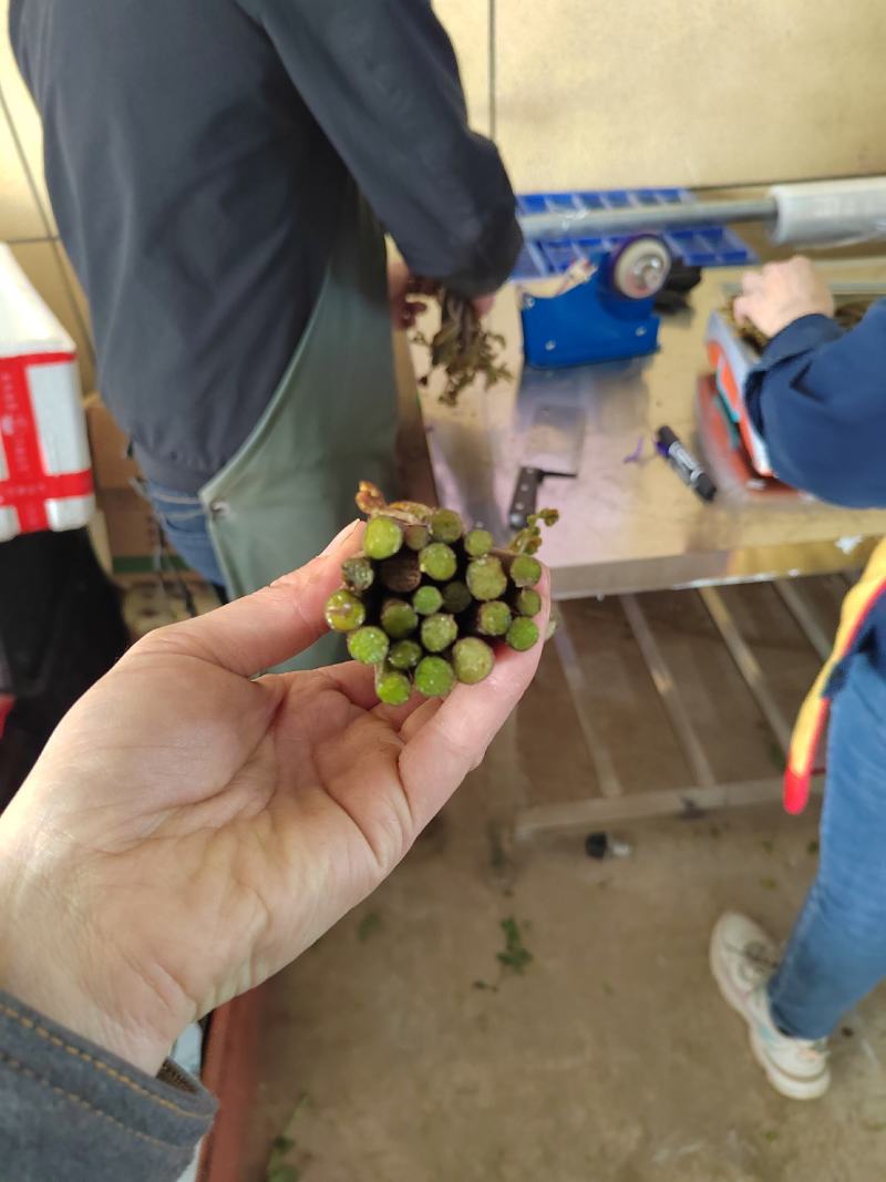 精品蕨菜，