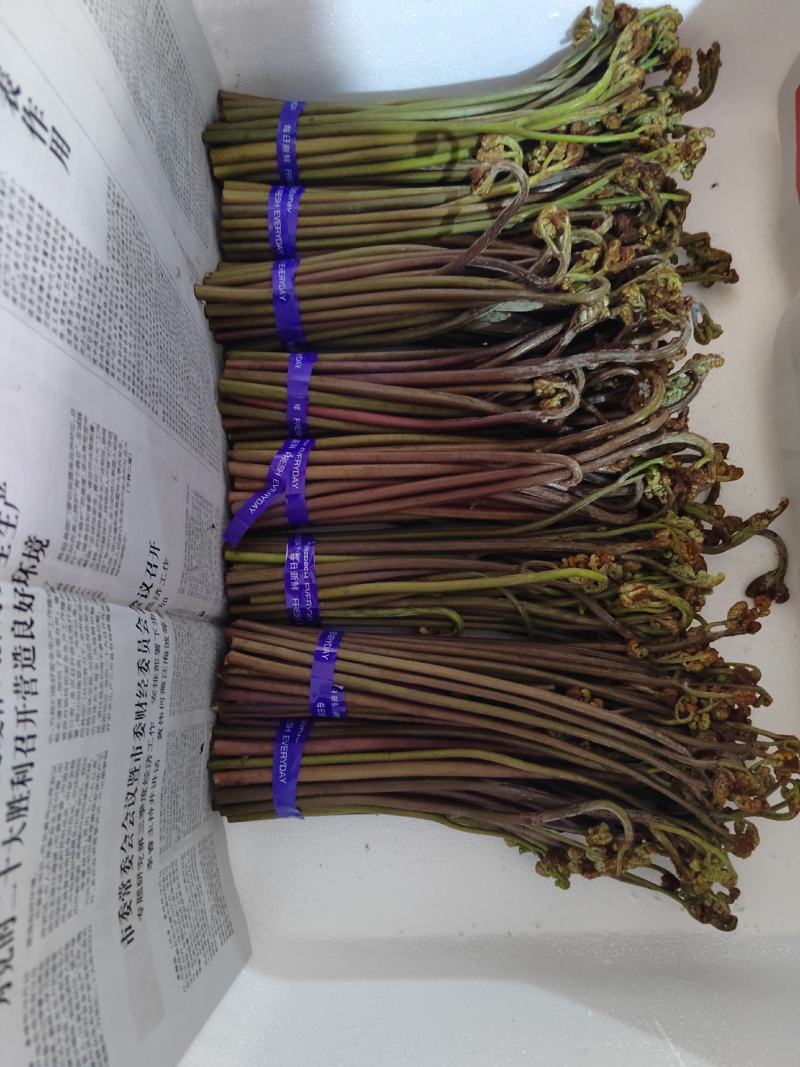 精品蕨菜，