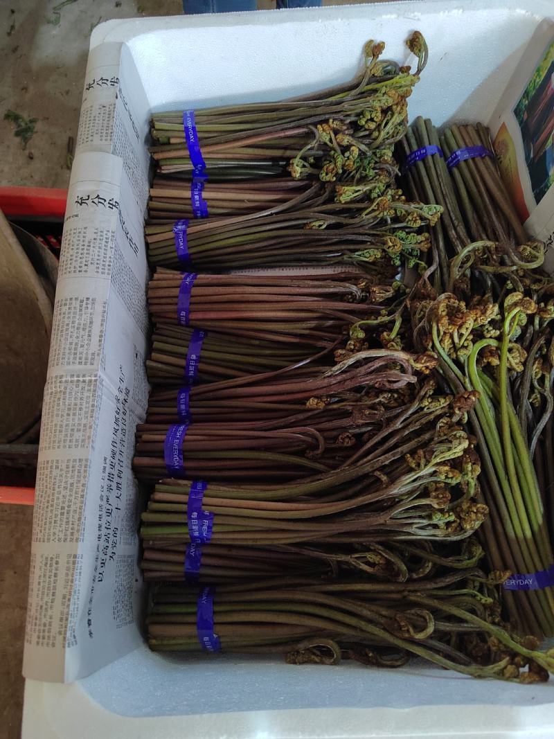 精品蕨菜，